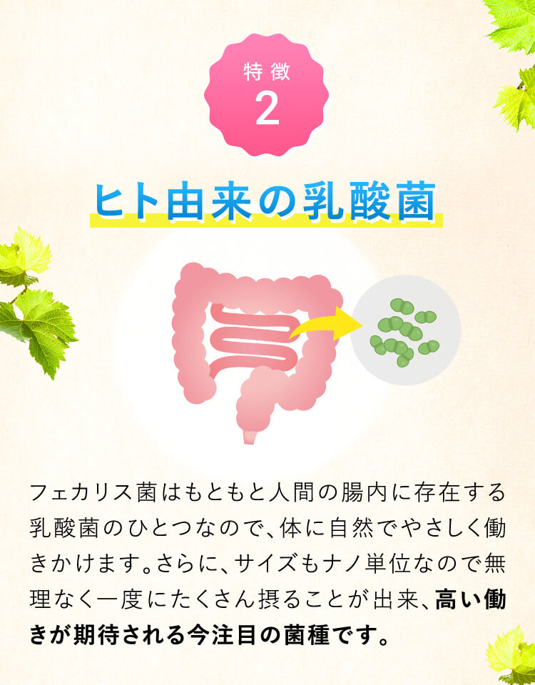 ヒト由来の乳酸菌 フェカリス菌はもともと人間の腸内に存在する乳酸菌のひとつなので、体に自然でやさしく働きかけます。さらに、サイズもナノ単位なので無理なく一度にたくさん摂ることが出来、高い働きが期待される今注目の菌種です。