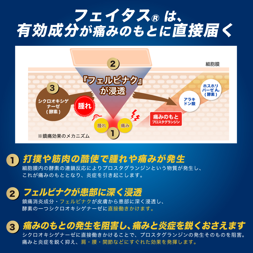 フェイタス5.0 120枚